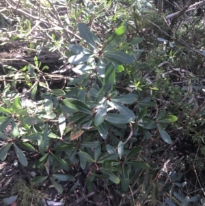 Tasmannia xerophila subsp. xerophila at Paddys River, ACT - 26 Jun 2022