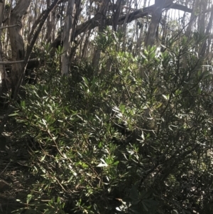 Tasmannia xerophila subsp. xerophila at Paddys River, ACT - 26 Jun 2022