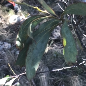 Acacia obliquinervia at Cotter River, ACT - 26 Jun 2022