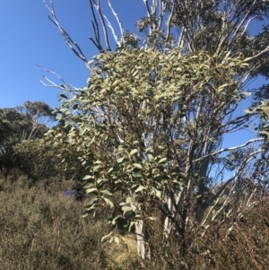 Acacia obliquinervia at Cotter River, ACT - 26 Jun 2022