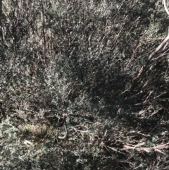 Leptospermum myrtifolium (Myrtle Teatree) at Cotter River, ACT - 26 Jun 2022 by Tapirlord