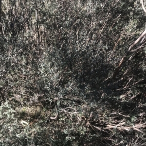 Leptospermum myrtifolium at Cotter River, ACT - 26 Jun 2022