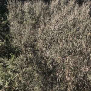 Leptospermum myrtifolium at Cotter River, ACT - 26 Jun 2022