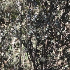 Leptospermum myrtifolium at Cotter River, ACT - 26 Jun 2022 12:22 PM