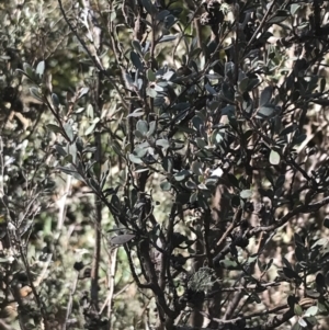 Leptospermum myrtifolium at Cotter River, ACT - 26 Jun 2022