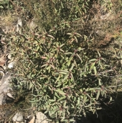 Philotheca myoporoides subsp. myoporoides (Long-leaf Waxflower) at Cotter River, ACT - 26 Jun 2022 by Tapirlord