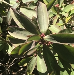 Philotheca myoporoides subsp. myoporoides (Long-leaf Waxflower) at Tidbinbilla Nature Reserve - 26 Jun 2022 by Tapirlord