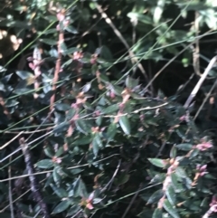 Acrotriche leucocarpa (Tall Acrotriche) at Tidbinbilla Nature Reserve - 26 Jun 2022 by Tapirlord