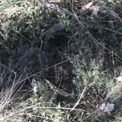 Acrotriche leucocarpa at Paddys River, ACT - 26 Jun 2022