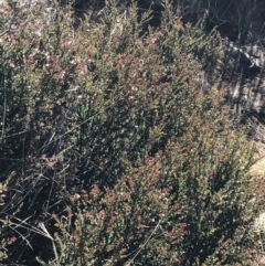 Leionema lamprophyllum subsp. obovatum at Cotter River, ACT - 26 Jun 2022