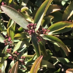 Philotheca myoporoides subsp. myoporoides (Long-leaf Waxflower) at Cotter River, ACT - 26 Jun 2022 by Tapirlord