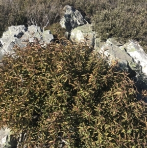 Philotheca myoporoides subsp. myoporoides at Cotter River, ACT - 26 Jun 2022