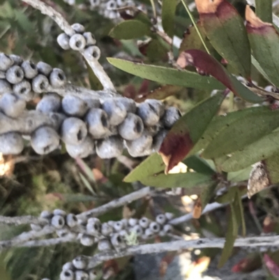 Callistemon pallidus (Lemon Bottlebrush) at Paddys River, ACT - 26 Jun 2022 by Tapirlord