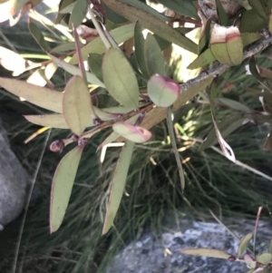 Callistemon pallidus at Paddys River, ACT - 26 Jun 2022