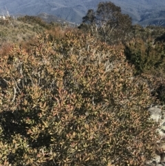 Callistemon pallidus at Paddys River, ACT - 26 Jun 2022