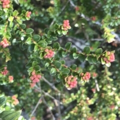 Leionema lamprophyllum subsp. obovatum (Shiny Phebalium) at Tidbinbilla Nature Reserve - 26 Jun 2022 by Tapirlord