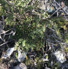 Leionema lamprophyllum subsp. obovatum at Paddys River, ACT - 26 Jun 2022