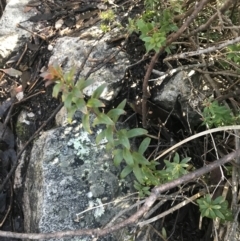 Platysace lanceolata (Shrubby Platysace) at Tidbinbilla Nature Reserve - 26 Jun 2022 by Tapirlord