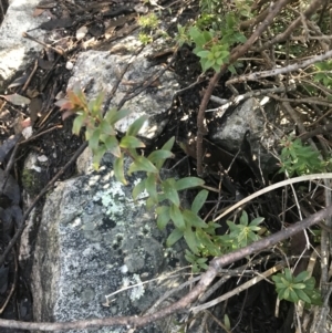 Platysace lanceolata at Paddys River, ACT - 26 Jun 2022 10:54 AM