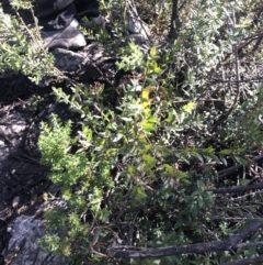 Platysace lanceolata at Paddys River, ACT - 26 Jun 2022 10:54 AM