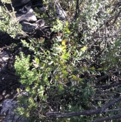 Platysace lanceolata at Paddys River, ACT - 26 Jun 2022