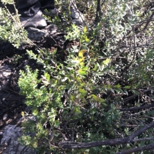 Platysace lanceolata at Paddys River, ACT - 26 Jun 2022