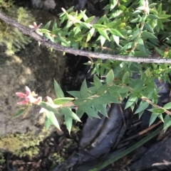 Acrotriche leucocarpa (Tall Acrotriche) at Tidbinbilla Nature Reserve - 26 Jun 2022 by Tapirlord