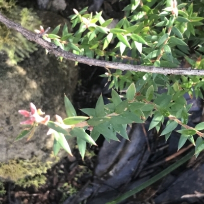 Acrotriche leucocarpa (Tall Acrotriche) at Tidbinbilla Nature Reserve - 26 Jun 2022 by Tapirlord