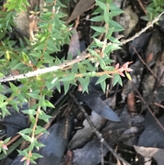 Acrotriche leucocarpa at Paddys River, ACT - 26 Jun 2022