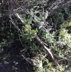 Acrotriche leucocarpa at Paddys River, ACT - 26 Jun 2022