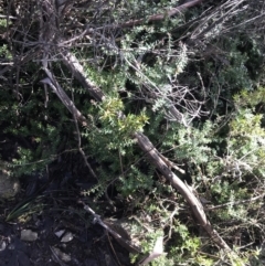 Acrotriche leucocarpa at Paddys River, ACT - 26 Jun 2022