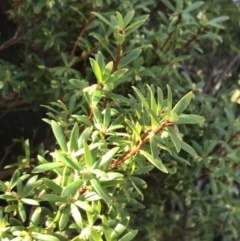 Leucopogon gelidus at Paddys River, ACT - 26 Jun 2022 by Tapirlord