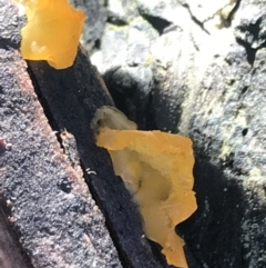 Unidentified Convoluted to brain-like [Brain jelly & look-alikes]  (TBC) at Paddys River, ACT - 26 Jun 2022 by Tapirlord