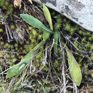 Goodenia montana at Cotter River, ACT - 26 Jun 2022