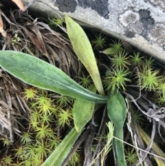 Goodenia montana at Cotter River, ACT - 26 Jun 2022