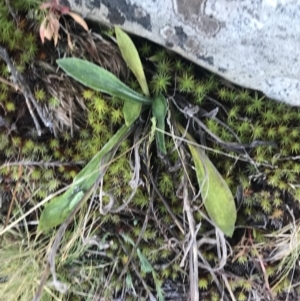 Goodenia montana at Cotter River, ACT - 26 Jun 2022