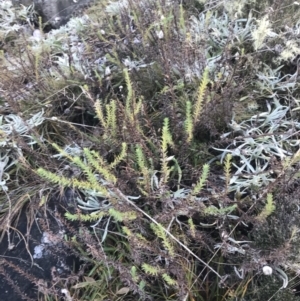 Rhodanthe anthemoides at Cotter River, ACT - 26 Jun 2022 10:32 AM