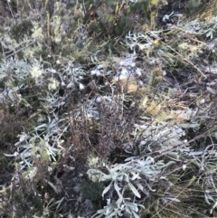 Rhodanthe anthemoides at Cotter River, ACT - 26 Jun 2022 10:32 AM