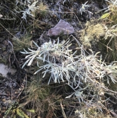 Leucochrysum alpinum (Alpine Sunray) at Tidbinbilla Nature Reserve - 26 Jun 2022 by Tapirlord