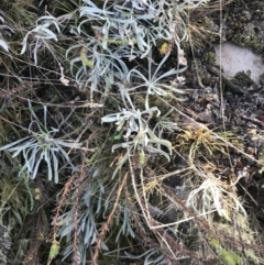 Leucochrysum alpinum at Paddys River, ACT - 26 Jun 2022