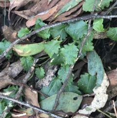 Goodenia hederacea subsp. alpestris at Paddys River, ACT - 26 Jun 2022 by Tapirlord