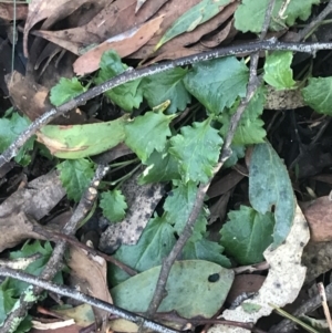 Goodenia hederacea subsp. alpestris at Paddys River, ACT - 26 Jun 2022