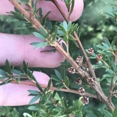 Kunzea peduncularis at Paddys River, ACT - 26 Jun 2022