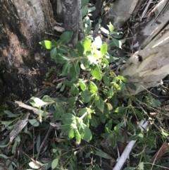 Coprosma hirtella (Currant Bush) at Cotter River, ACT - 26 Jun 2022 by Tapirlord