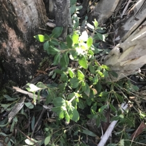 Coprosma hirtella (Currant Bush) at Cotter River, ACT by Tapirlord