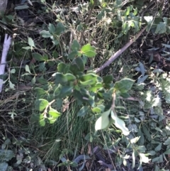 Coprosma hirtella at Cotter River, ACT - 26 Jun 2022