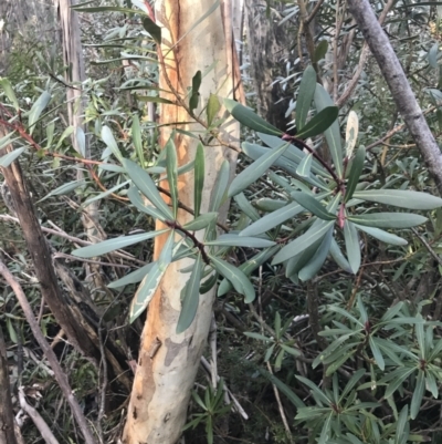 Tasmannia xerophila subsp. xerophila (Alpine Pepperbush) at Cotter River, ACT - 26 Jun 2022 by Tapirlord