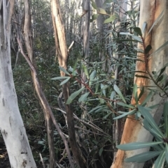 Tasmannia xerophila subsp. xerophila at Cotter River, ACT - 26 Jun 2022 10:20 AM