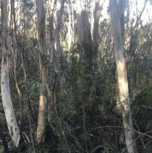 Tasmannia xerophila subsp. xerophila at Cotter River, ACT - 26 Jun 2022 10:20 AM