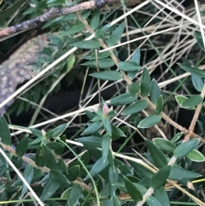 Acrotriche leucocarpa at Paddys River, ACT - 26 Jun 2022 10:19 AM